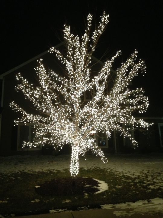 A bare tree wrapped branch by branch in thousands of warm white mini lights, glowing against a snowy front yard